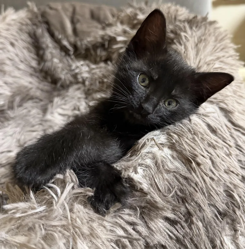 A baby small-sized male Black Domestic Short Hair cat named Ozzy for adoption in Portland, OR