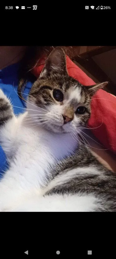 An adult medium-sized female Domestic Short Hair cat named Grasshopper for adoption in Cromwell, KY