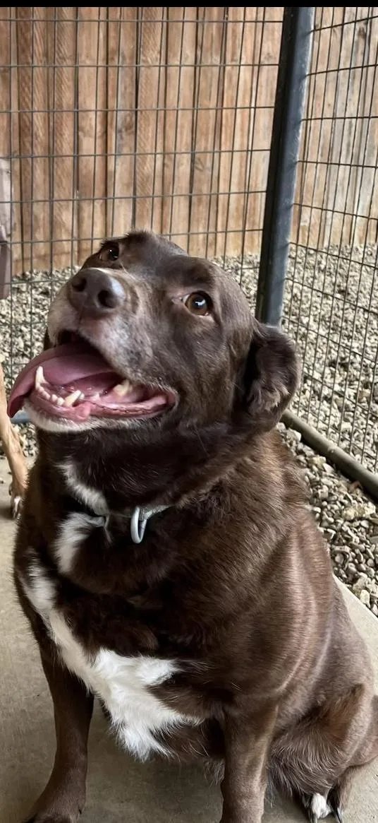 An adult medium-sized female Brown / Chocolate Australian Shepherd dog named Piper for adoption in Centerton, AR