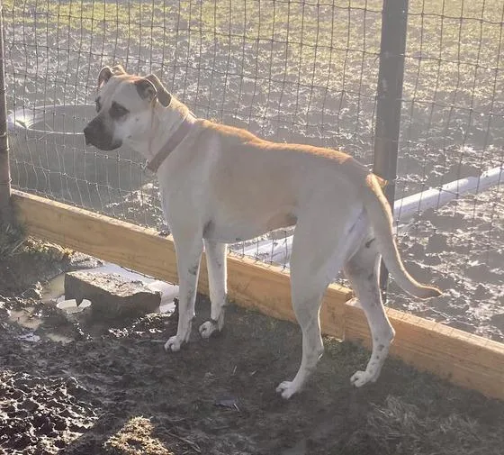 An adult medium-sized female Boxer dog named Wren for adoption in Sanger, TX