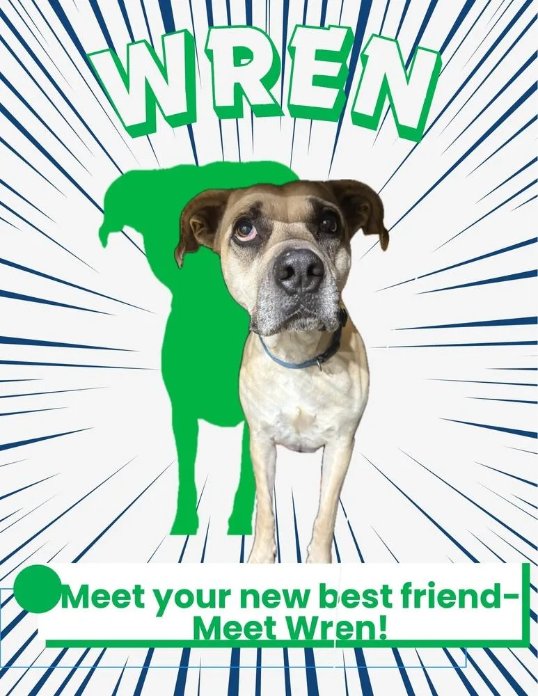 Wren thumbnail 2