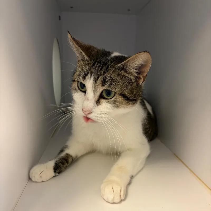 Wisteria thumbnail 2