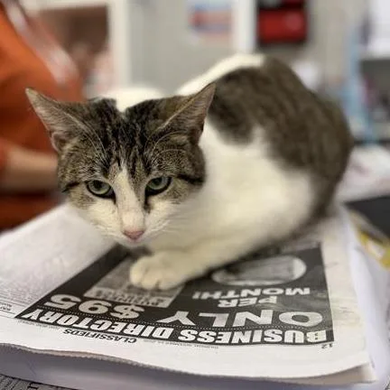 Wisteria thumbnail 3