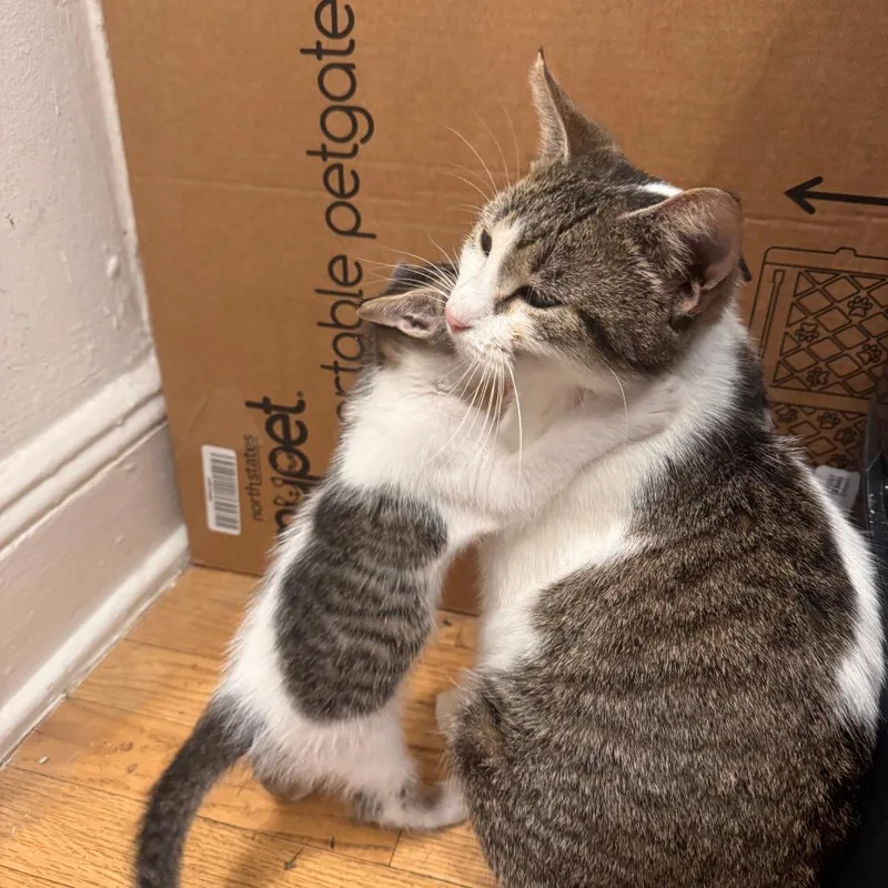 Wisteria thumbnail 4