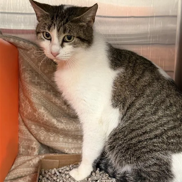 Wisteria thumbnail 5