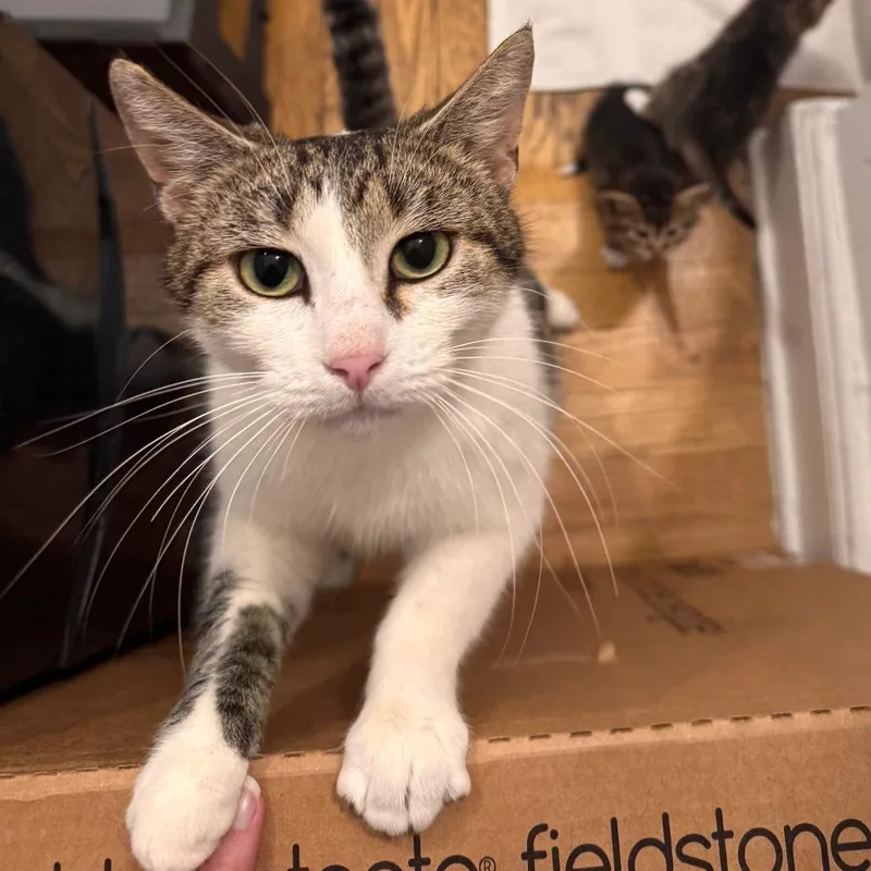 Wisteria thumbnail 6