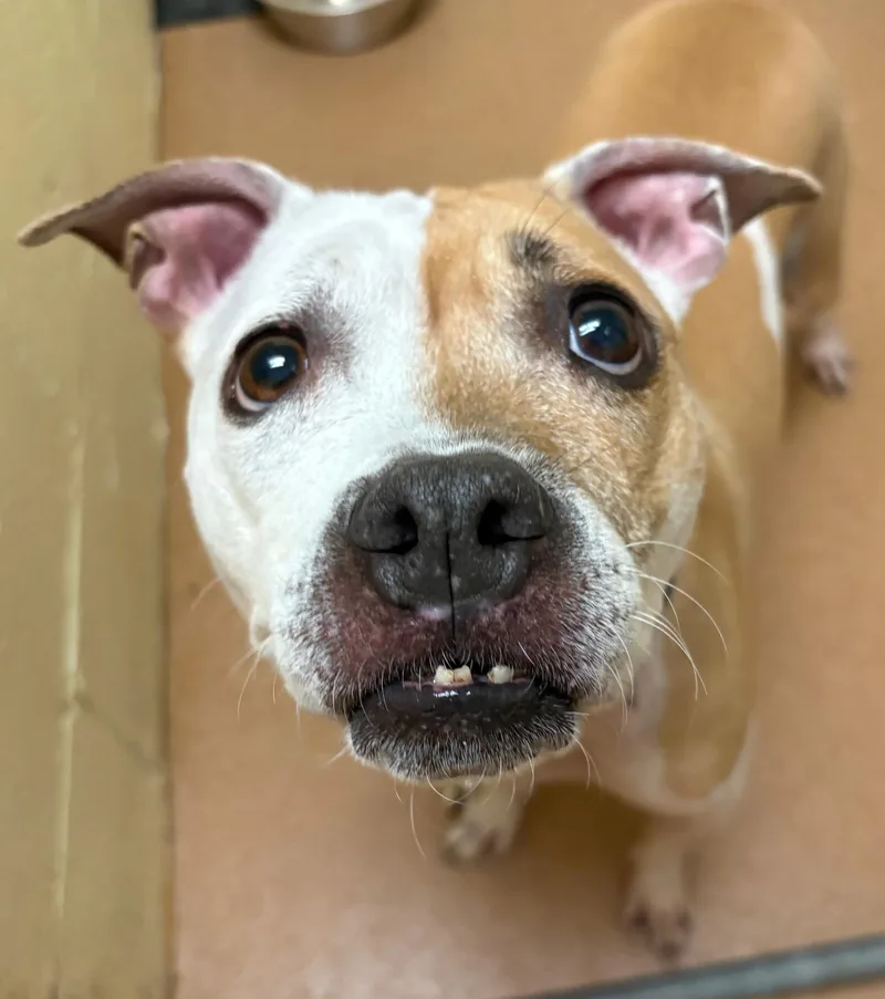 An adult medium-sized female Yellow / Tan / Blond / Fawn Miniature Bull Terrier dog named Mabel for adoption in Norwalk, CT