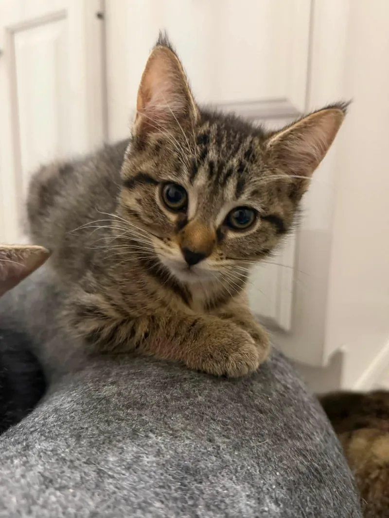 A baby medium-sized female Tabby (Brown / Chocolate) Domestic Short Hair cat named Marta for adoption in Cleveland, OH