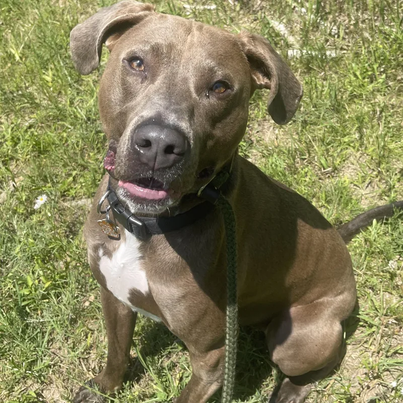 An adult medium-sized male Gray / Blue / Silver Doberman Pinscher dog named Amicus for adoption in Allegan, MI