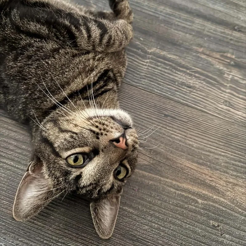 A young small-sized male Gray / Blue / Silver Domestic Short Hair cat named Tobi for adoption in St. Peters, MO