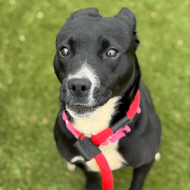 An adult medium-sized female Black Mixed Breed dog named Ofelia for adoption in Philadelphia, PA