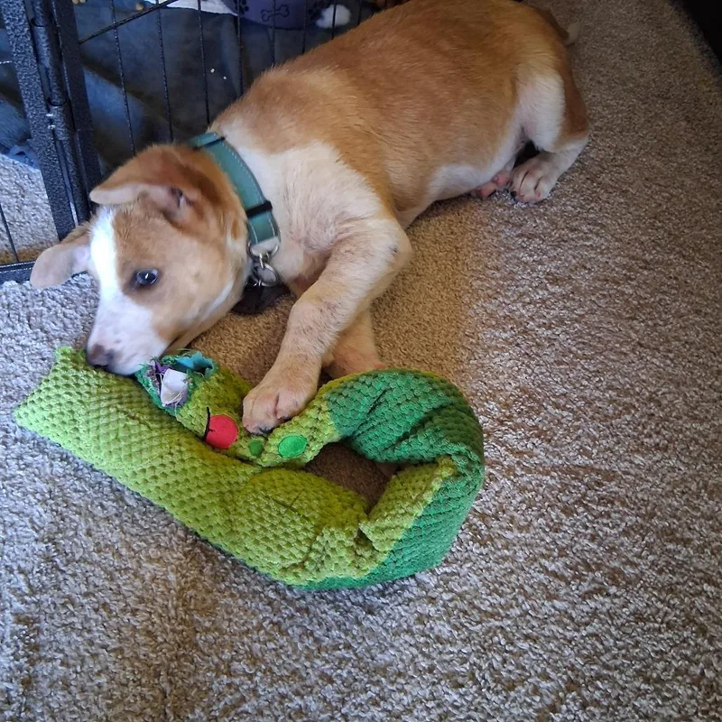 A young large-sized male Yellow / Tan / Blond / Fawn Mixed Breed dog named Andybruiser for adoption in Bismarck, ND
