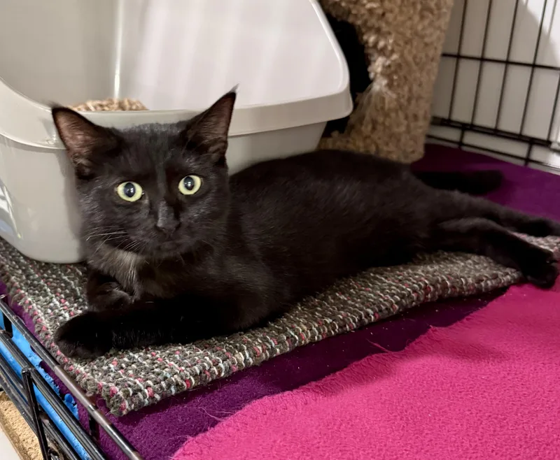 A young small-sized female Black Domestic Short Hair cat named Millie for adoption in Ashland, OH