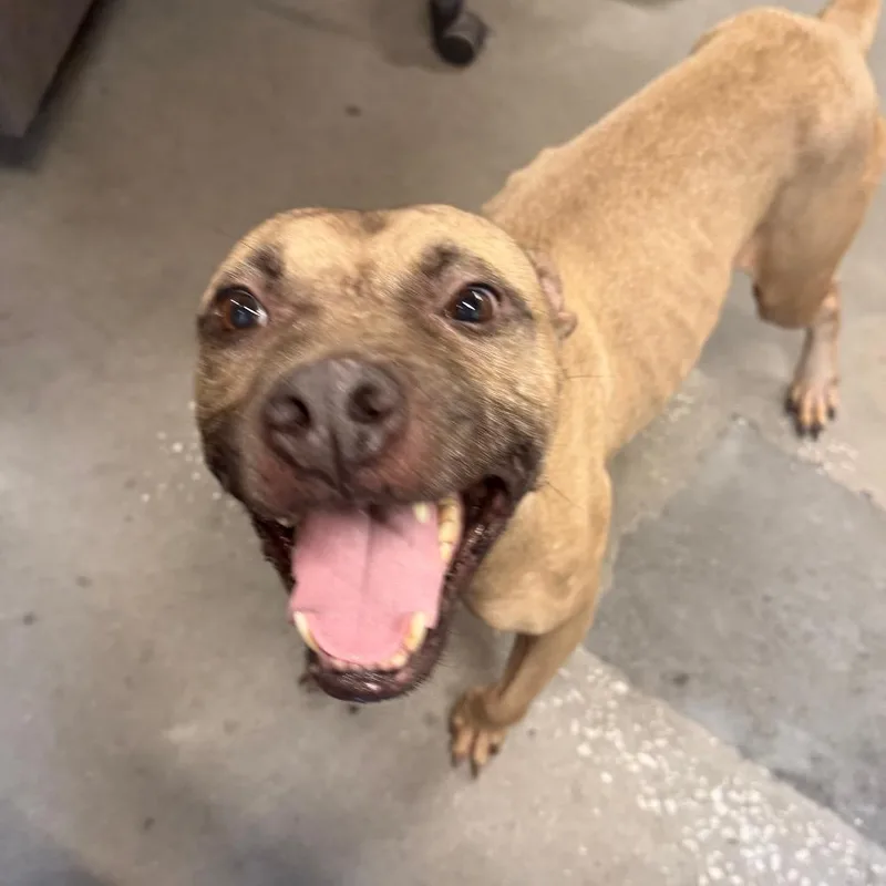 An adult medium-sized male Yellow / Tan / Blond / Fawn Terrier dog named Riddler for adoption in Tampa, FL