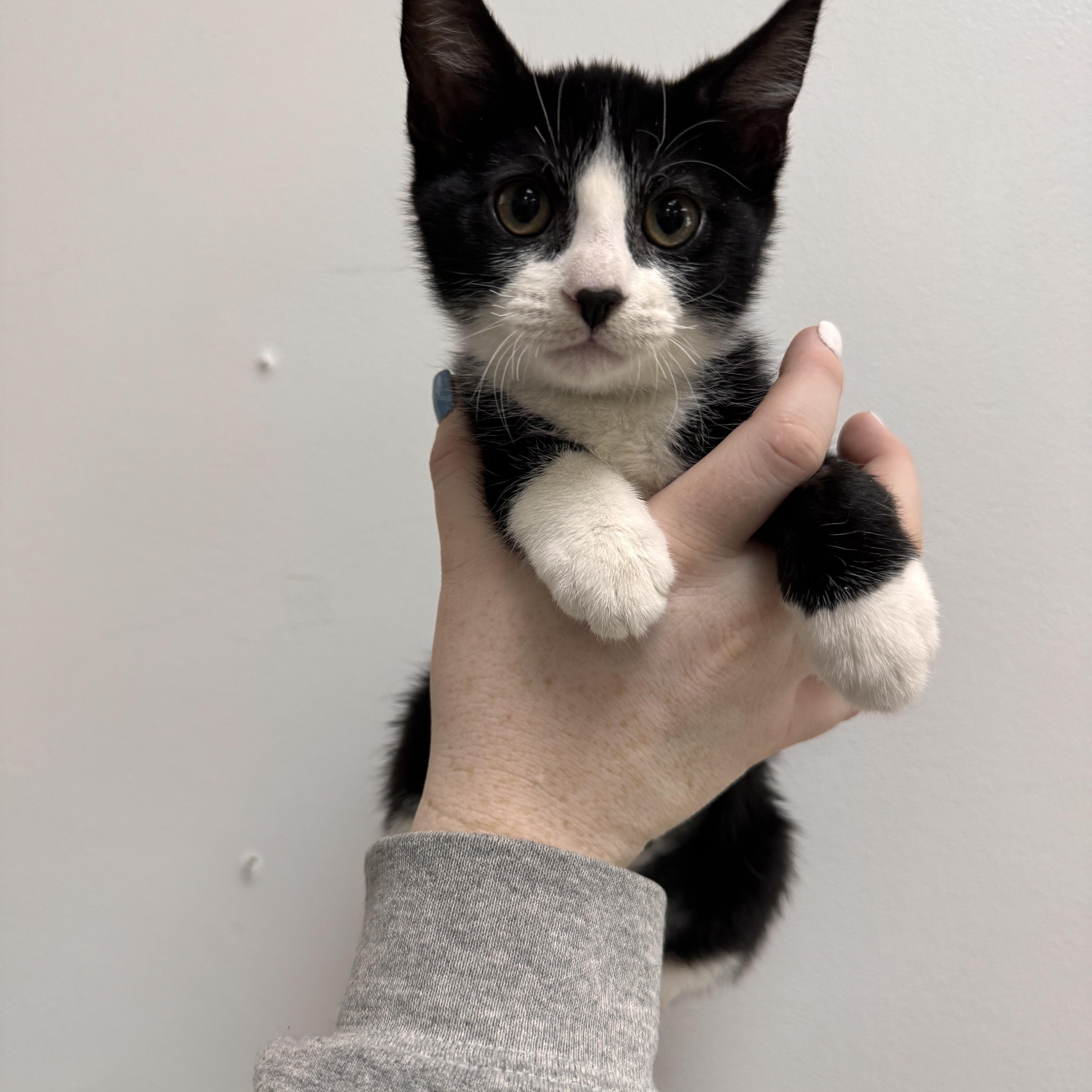 A baby medium-sized female Tuxedo cat named Dorothy for adoption in Henderson, NV