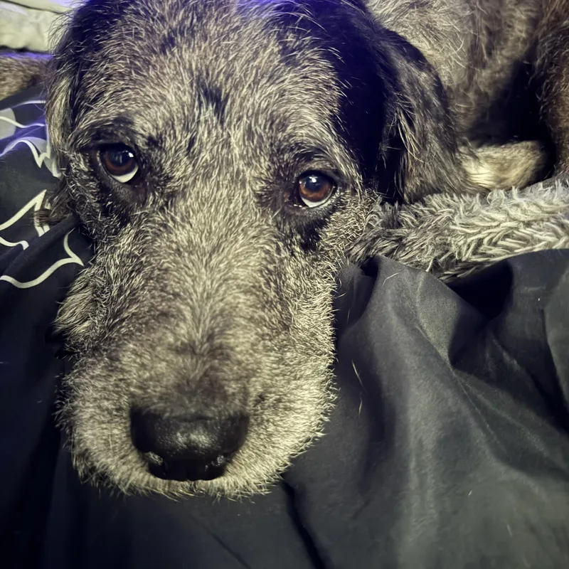 An adult medium-sized male Gray / Blue / Silver Irish Wolfhound dog named Bruce for adoption in Baton Rouge, LA