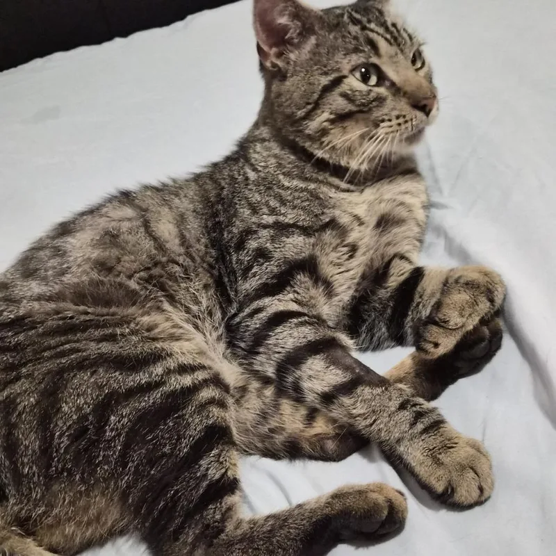 An adult small-sized male Brown / Chocolate Domestic Short Hair cat named Tiger for adoption in Brooklyn, NY