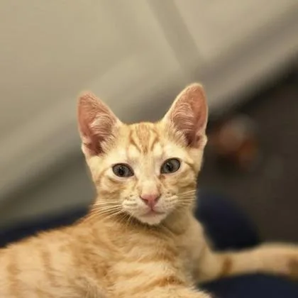 A baby small-sized male Domestic Short Hair cat named Cato for adoption in Bellevue, WA