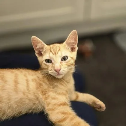 Cato thumbnail 2
