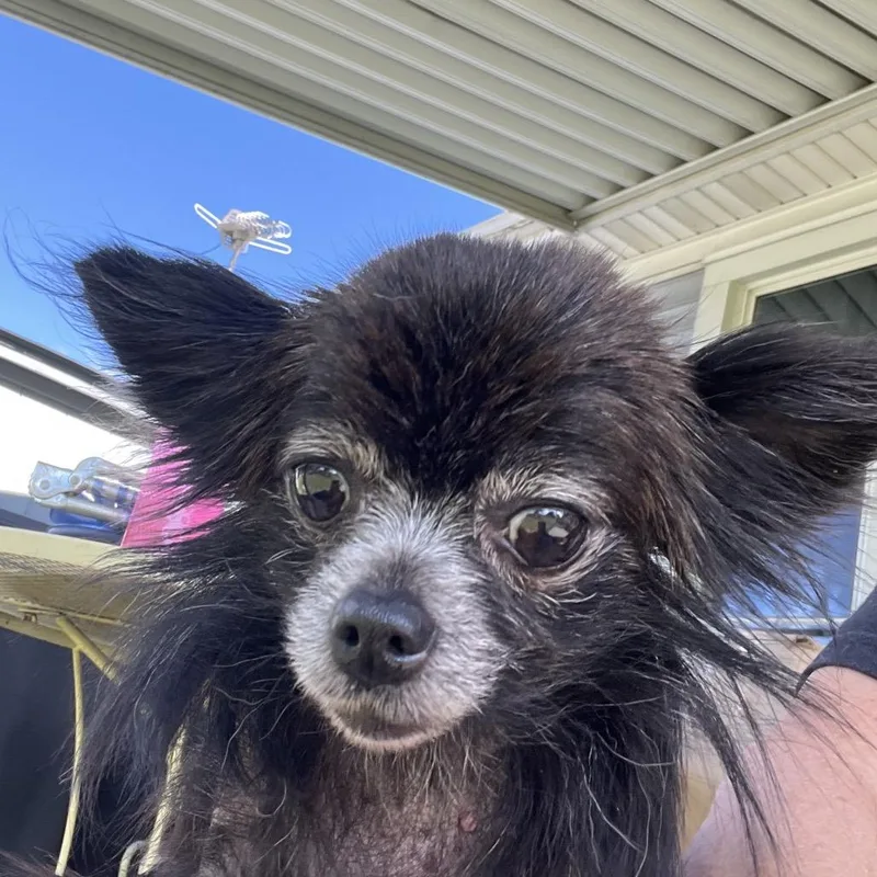 A senior small-sized female Black Chihuahua dog named Peppa for adoption in Farmersville, OH