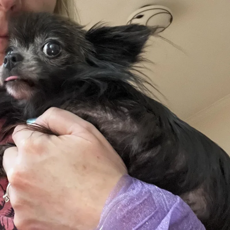 Peppa thumbnail 2