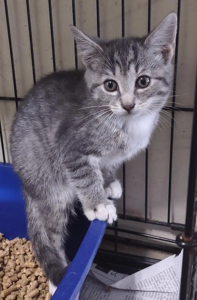 A baby medium-sized male Domestic Short Hair cat named Easton for adoption in Albemarle, NC