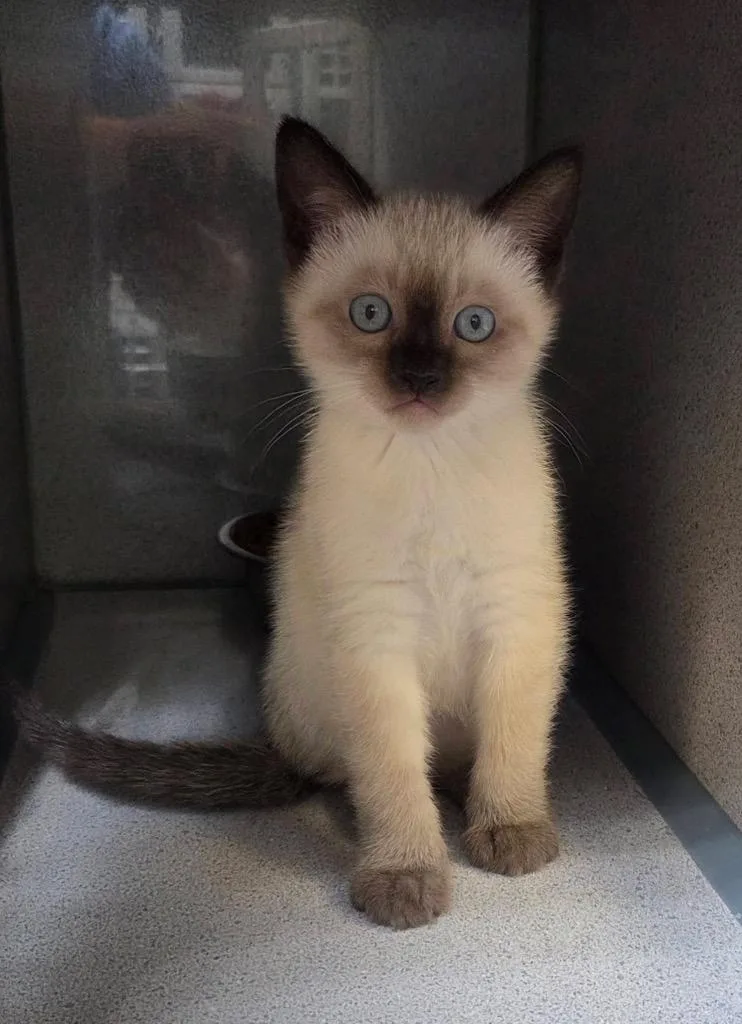 A baby small-sized male Siamese cat named Tommy Bahama for adoption in Liverpool, NY
