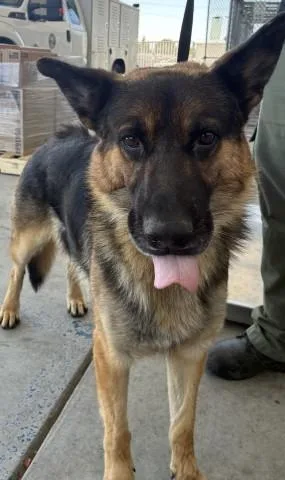 An adult large-sized male Brown / Chocolate German Shepherd Dog dog named Romulus for adoption in Thousand Oaks, CA
