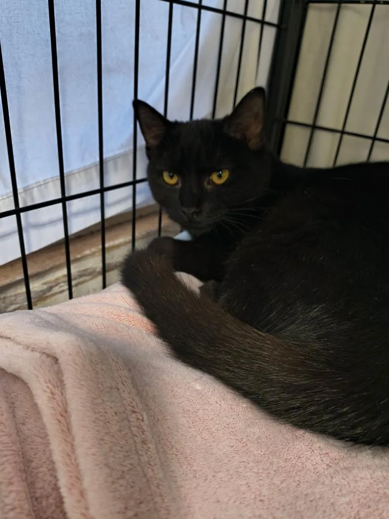 A baby small-sized female Domestic Short Hair cat named Stacey for adoption in Berlin, MD