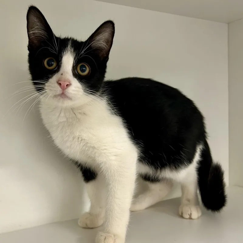 A baby small-sized male Domestic Short Hair cat named Black Licorice for adoption in St Joseph, MO