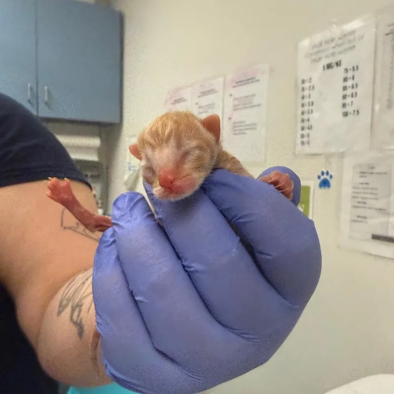 A baby small-sized male Orange / Red Domestic Short Hair cat named Corduroy for adoption in Charleston, WV