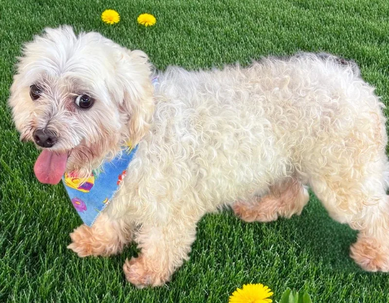 An adult small-sized male Maltese dog named Truman for adoption in Fort Myers, FL