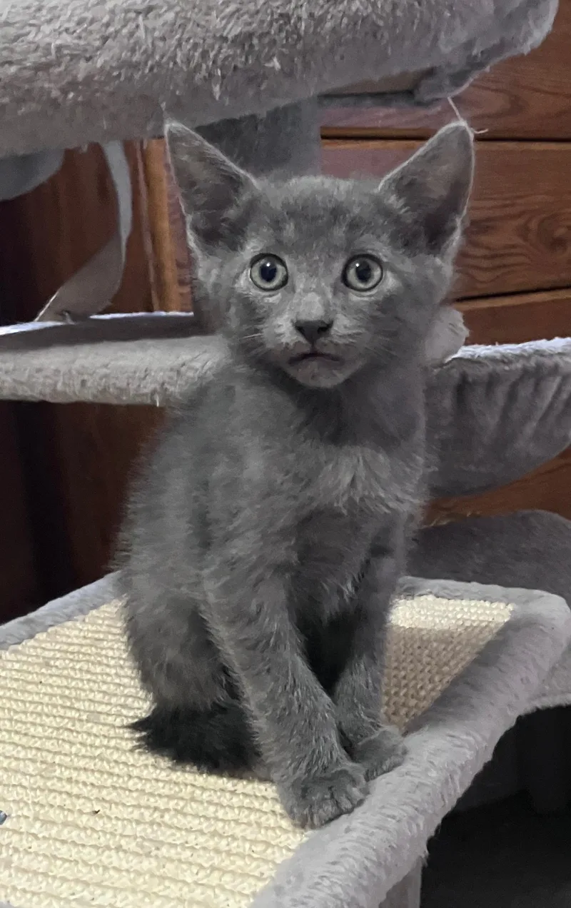 A baby small-sized male Gray / Blue / Silver Domestic Short Hair cat named Lions Tail for adoption in Highland, IN