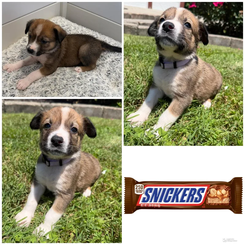 A baby medium-sized female Tricolor (Brown, Black, & White) Mixed Breed dog named Snickers for adoption in Spring hill, TN