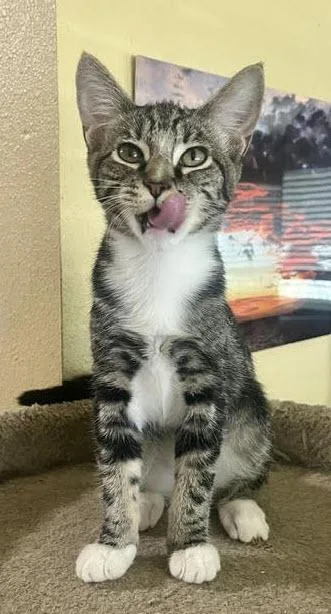 A baby medium-sized female Tabby cat named Penelope for adoption in Los Angeles, CA