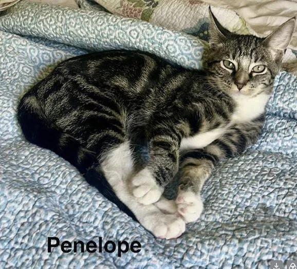 Penelope thumbnail 2