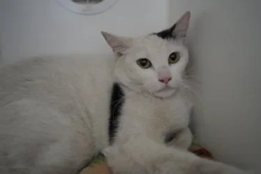 A baby small-sized female Domestic Short Hair cat named Aphrodite for adoption in Coachella, CA