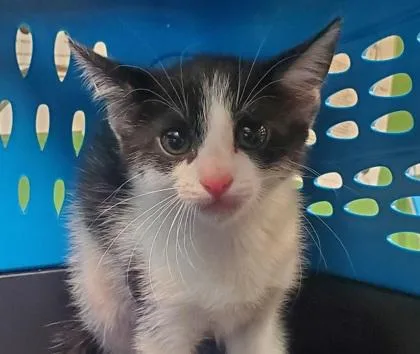 A young large-sized female Domestic Short Hair cat named Quinn for adoption in Kansas City, MO