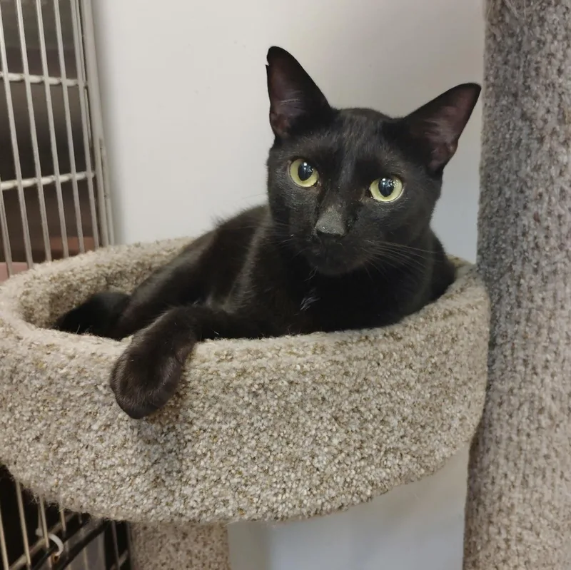 An adult medium-sized male Black Domestic Short Hair cat named Malcolm for adoption in Rock Hill, SC