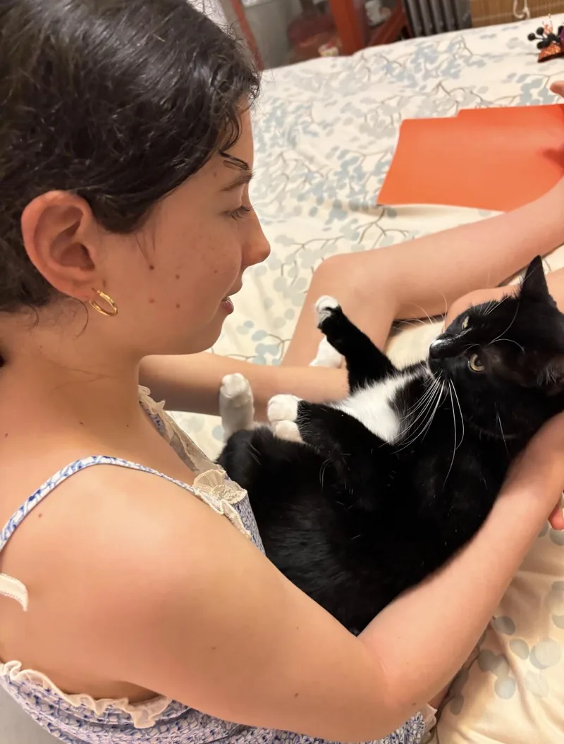An adult medium-sized female Black & White / Tuxedo Domestic Short Hair cat named Junie for adoption in Brooklyn, NY