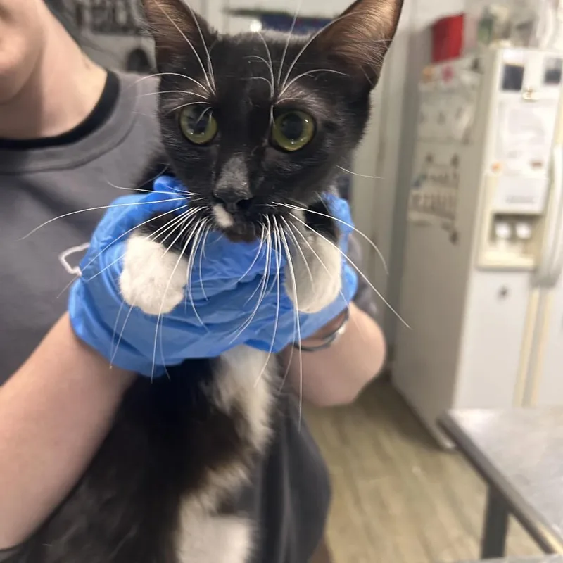 An adult medium-sized female Black Domestic Short Hair cat named Bahama for adoption in Summerville, SC
