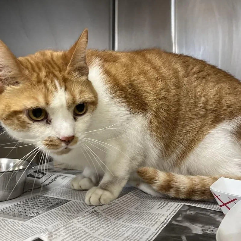 An adult large-sized male Domestic Short Hair cat named Tiger for adoption in Perkiomenville, PA