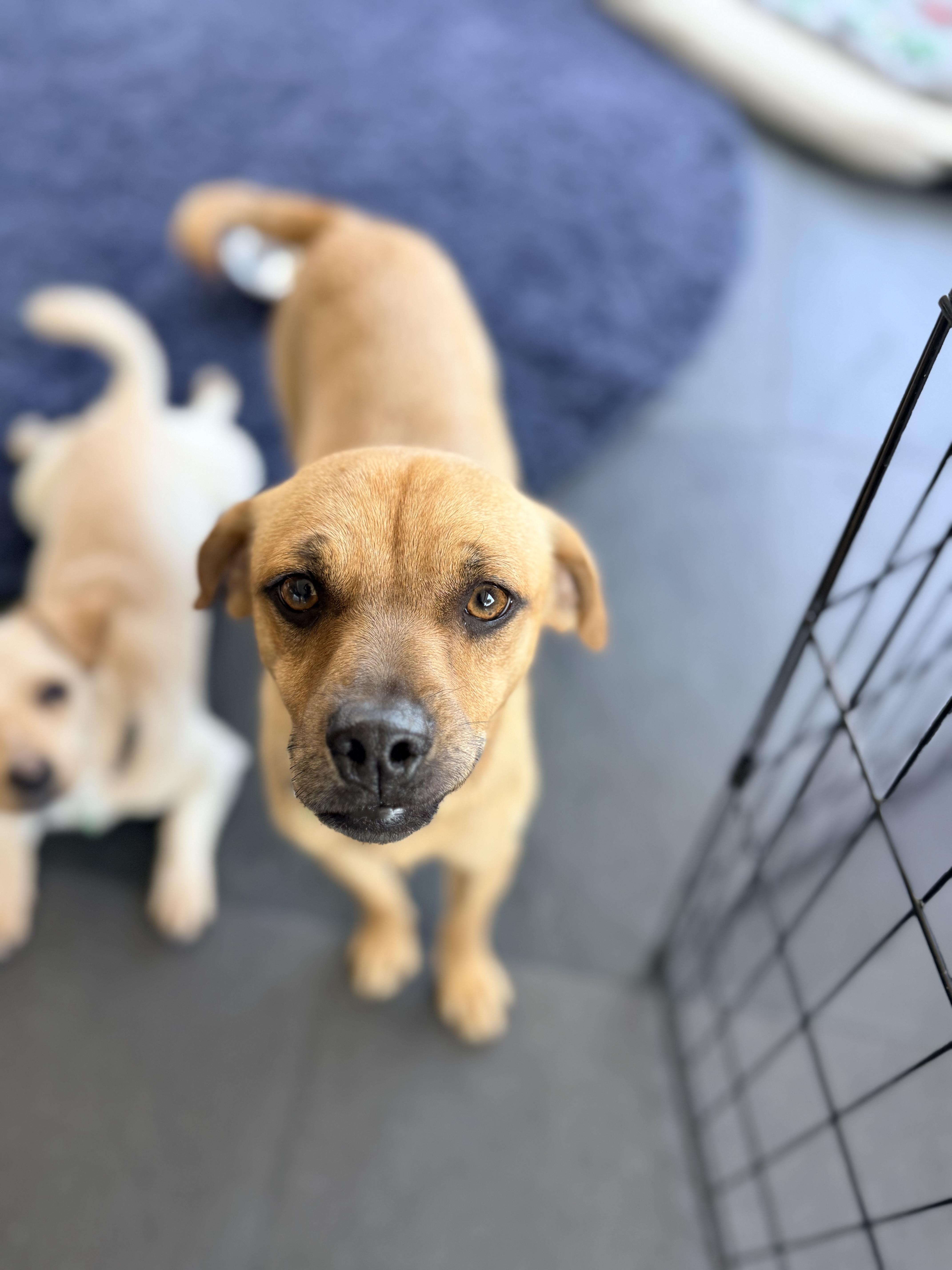 A young small-sized male Red / Chestnut / Orange Labrador Retriever dog named Maverick for adoption in El Segundo, CA