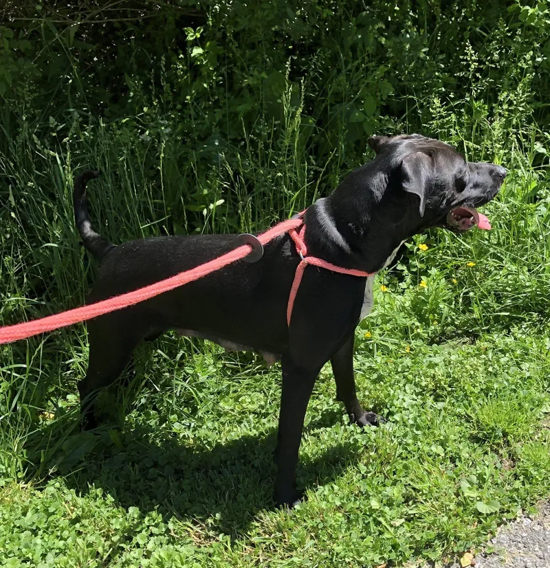 An adult large-sized female Mountain Cur dog named Caleesi for adoption in Elkins, WV