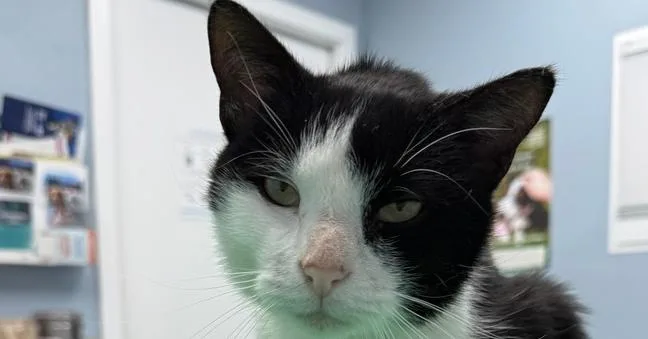 A young medium-sized male Black & White / Tuxedo Domestic Short Hair cat named Laddie Leprechaun for adoption in Mount Laurel, NJ