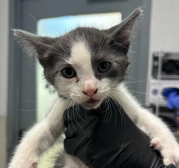A baby small-sized male Domestic Short Hair cat named Boba for adoption in Oceanside, CA
