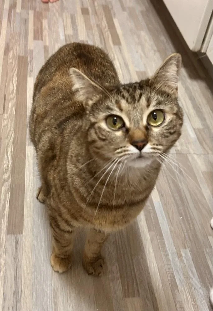 An adult small-sized female Gray / Blue / Silver Tabby cat named Saki for adoption in Denver, CO