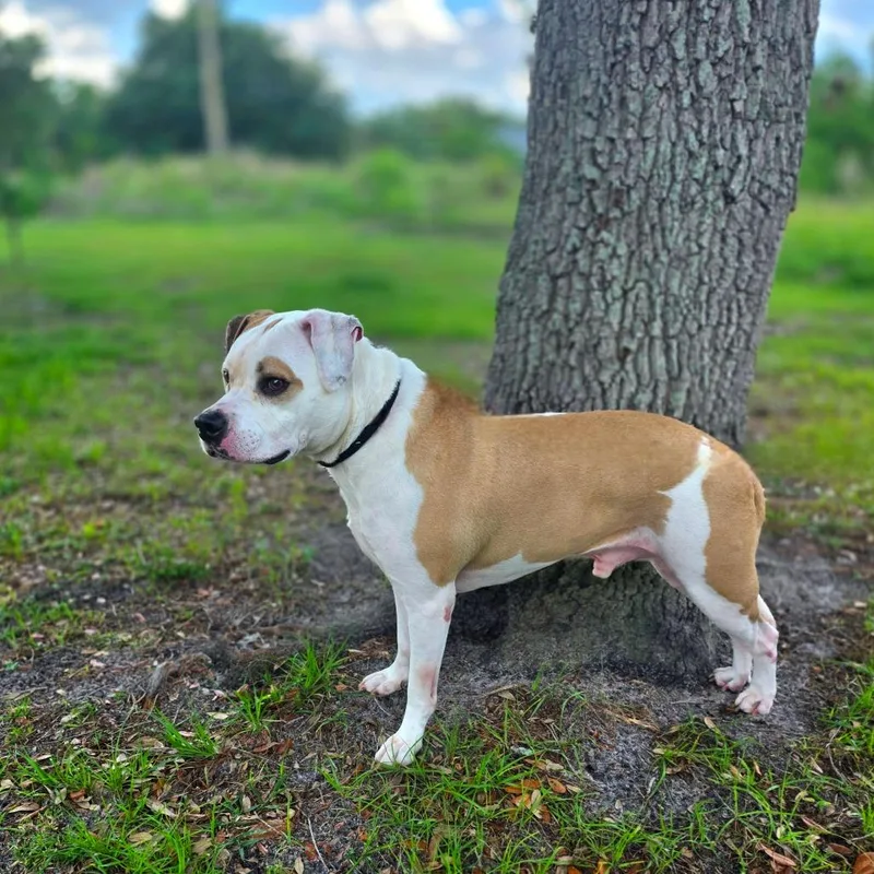 An adult large-sized male White / Cream Mixed Breed dog named Frankie for adoption in Port Charlotte, FL