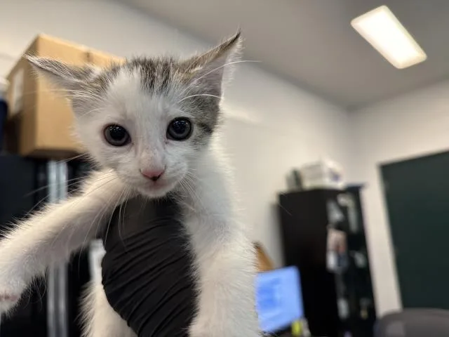A baby small-sized male Domestic Short Hair cat named Spots for adoption in Thousand Palms, CA