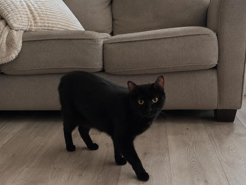 A young large-sized male Black Domestic Short Hair cat named Onyx for adoption in Ephrata, WA